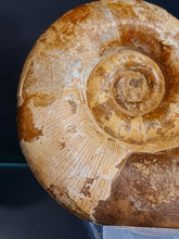 Cargar imagen en el visor de la galería, Lytoceras sp

