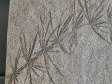 画像をギャラリービューアに読み込む, Asterophyllites equisetiformis 4
