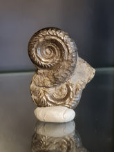 画像をギャラリービューアに読み込む, Double Hildoceras pyrite
