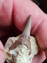 Lade das Bild in den Galerie-Viewer, Carcharias acutissima
