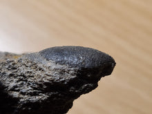 Charger l&#39;image dans la galerie, Trigonocarpus graine 1
