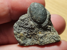 Charger l&#39;image dans la galerie, Trigonocarpus graine 1
