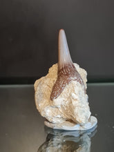 Lade das Bild in den Galerie-Viewer, Carcharias acutissima
