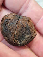 Charger l'image dans la galerie, Graine fossile Carya cf moenana
