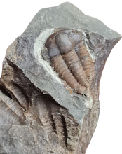 Cargar imagen en el visor de la galería, Ellipsocephalus hoffi
