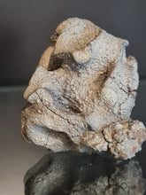 Lade das Bild in den Galerie-Viewer, Plocoscyphia meandrina en pyrite
