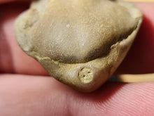 Cargar imagen en el visor de la galería, Cererithyris intermedia
