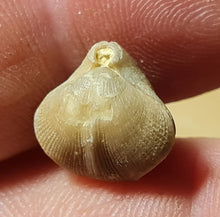Cargar imagen en el visor de la galería, Dictyothyris sp (2x)
