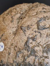 画像をギャラリービューアに読み込む, Clypeus plotii
