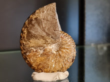 Charger l'image dans la galerie, Discoscaphites sp
