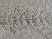 画像をギャラリービューアに読み込む, Asterophyllites equisetiformis 4
