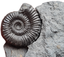 画像をギャラリービューアに読み込む, Porpoceras
