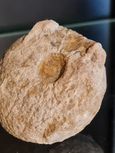 Cargar imagen en el visor de la galería, Spihonia pyriformis 2
