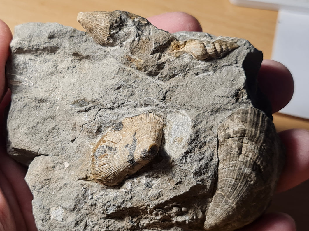Dimorphosoma + Potamides + Trochosmilia