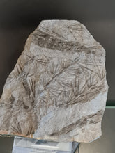 画像をギャラリービューアに読み込む, Asterophyllites equisetiformis 5 + bout de cône
