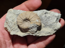 Lade das Bild in den Galerie-Viewer, Holcodiscus fallax
