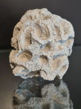 Cargar imagen en el visor de la galería, Plocoscyphia meandrina
