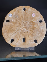 Lade das Bild in den Galerie-Viewer, Melitella californicus 1
