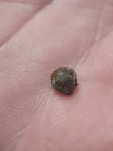 Charger l'image dans la galerie, Graine fossile Staphylea
