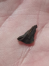 Charger l'image dans la galerie, Graine fossile Taxodium dischitum
