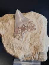 Lade das Bild in den Galerie-Viewer, Dent de chubutensis Italie 2
