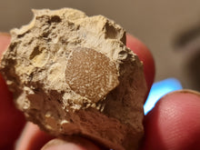 Charger l'image dans la galerie, Coquille oeuf d'oiseau Eocene
