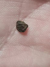 Charger l'image dans la galerie, Graine fossile Pterocarya limburgensis
