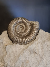 画像をギャラリービューアに読み込む, Porpoceras
