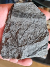 画像をギャラリービューアに読み込む, Asterophyllites equisetiformis 5 + bout de cône
