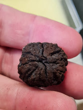 Lade das Bild in den Galerie-Viewer, Graine fossile Carya globosa
