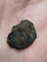 Lade das Bild in den Galerie-Viewer, Graine fossile Carya angulata
