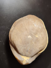 Cargar imagen en el visor de la galería, Coenothyris vulgaris 2
