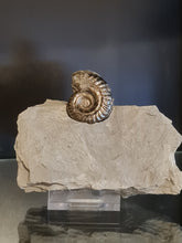 Cargar imagen en el visor de la galería, Hildoceras pyrite
