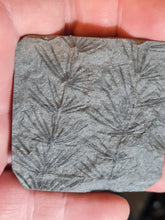 画像をギャラリービューアに読み込む, Asterophyllites equisetiformis 2
