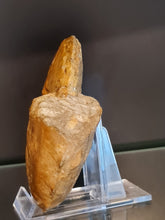 Lade das Bild in den Galerie-Viewer, Barroisiceras onilahyense
