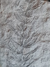 画像をギャラリービューアに読み込む, Asterophyllites + cône Calamostachys
