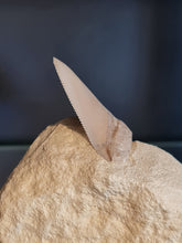 Lade das Bild in den Galerie-Viewer, Dent de chubutensis Italie
