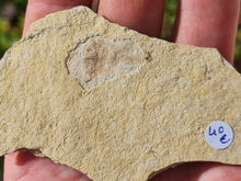 Charger l&#39;image dans la galerie, Plume fossile
