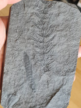 画像をギャラリービューアに読み込む, Asterophyllites + cône Calamostachys

