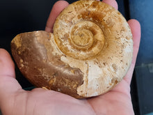 Cargar imagen en el visor de la galería, Lytoceras sp
