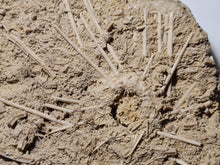 Charger l&#39;image dans la galerie, Acrosalenia hemicidaroides
