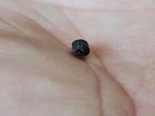 Lade das Bild in den Galerie-Viewer, Symplocos lignatum Allemagne
