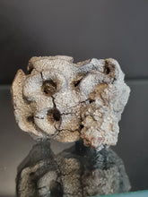 Lade das Bild in den Galerie-Viewer, Plocoscyphia meandrina en pyrite
