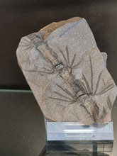 画像をギャラリービューアに読み込む, Asterophyllites equisetiformis 3
