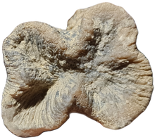 画像をギャラリービューアに読み込む, Techosmilia trichotoma
