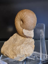Charger l'image dans la galerie, Chondroceras
