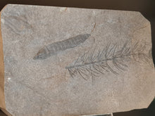 画像をギャラリービューアに読み込む, Asterophyllites + cône Calamostachys
