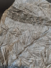 画像をギャラリービューアに読み込む, Asterophyllites equisetiformis 5 + bout de cône
