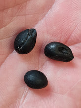 Lade das Bild in den Galerie-Viewer, Graine fossile Styrax maximus
