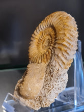 画像をギャラリービューアに読み込む, Parkinsonia et Cadomites
